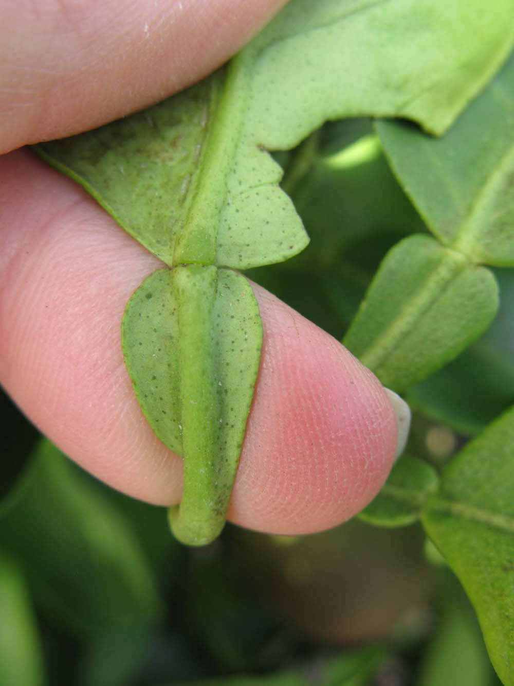            Petiole (Itaborai, Winter Haven, FL)   